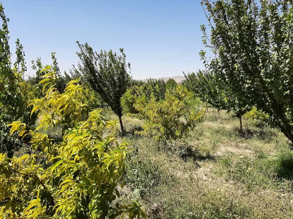 فروش باغچه چهاردیواری صفادشت