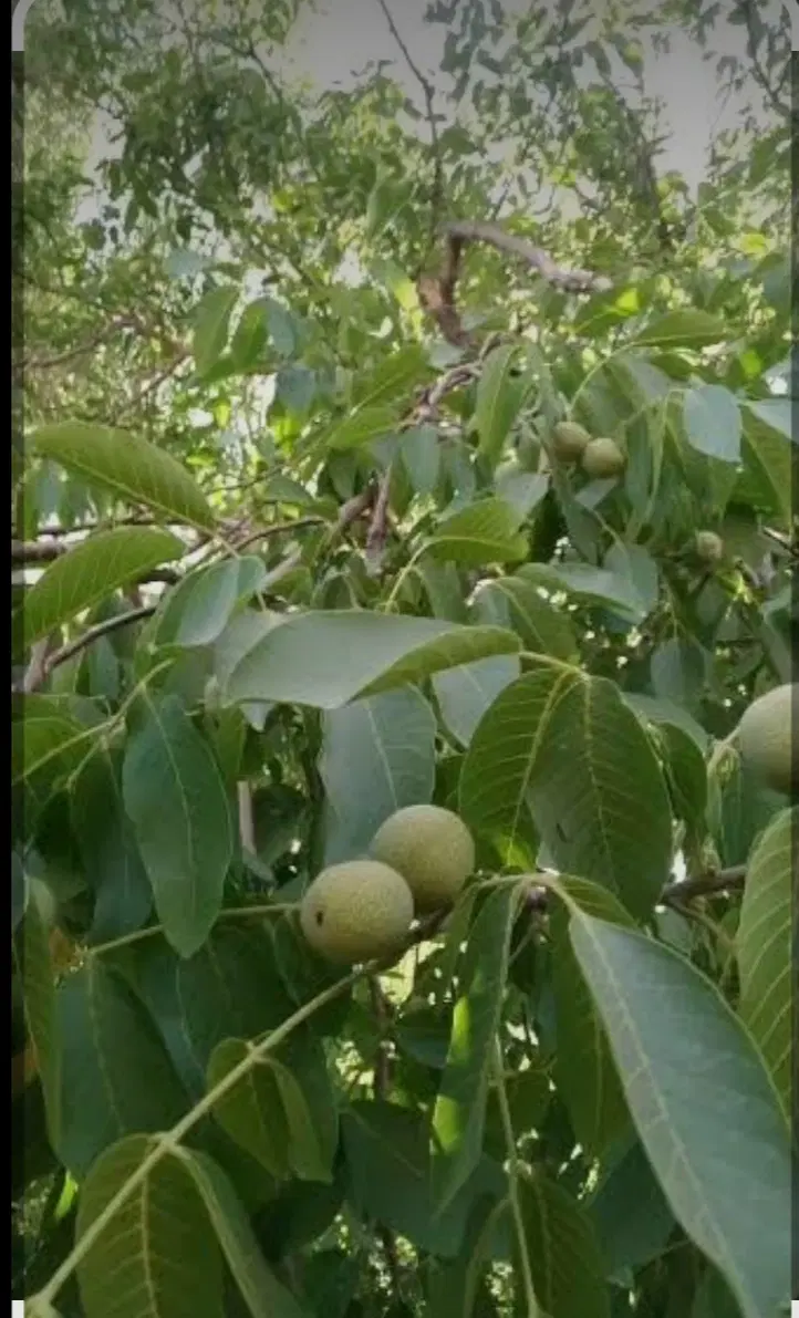 باغچه 300متری باغستان