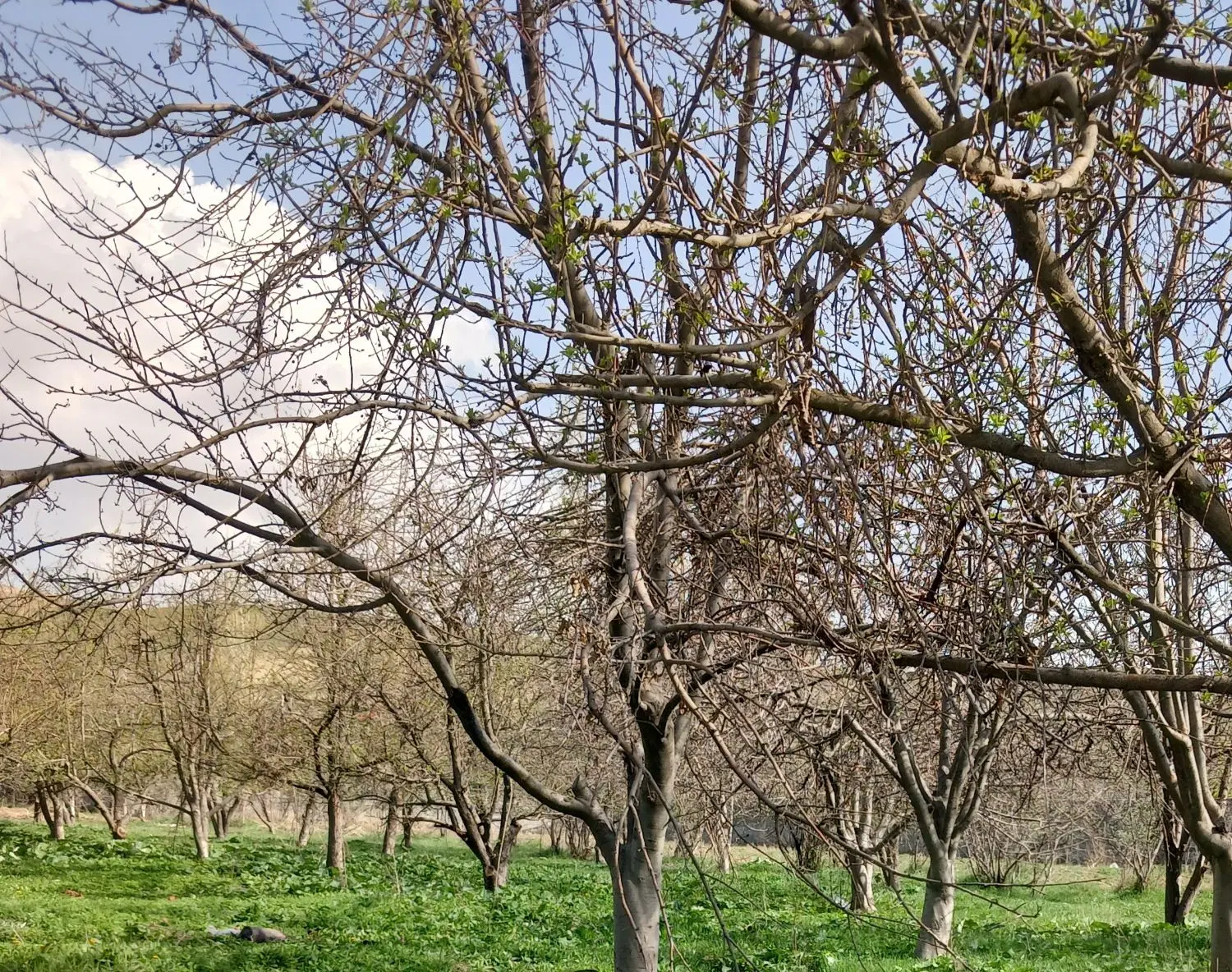باغ اندرخ