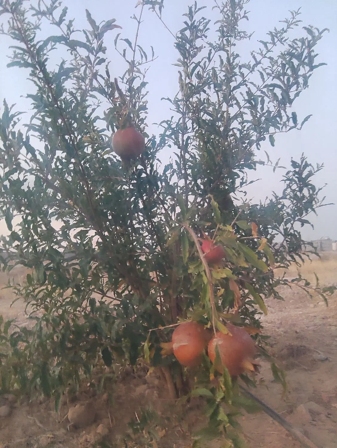 باغ ملکی