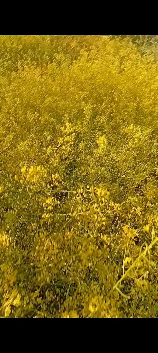 زمین و ویلا  دراسپران