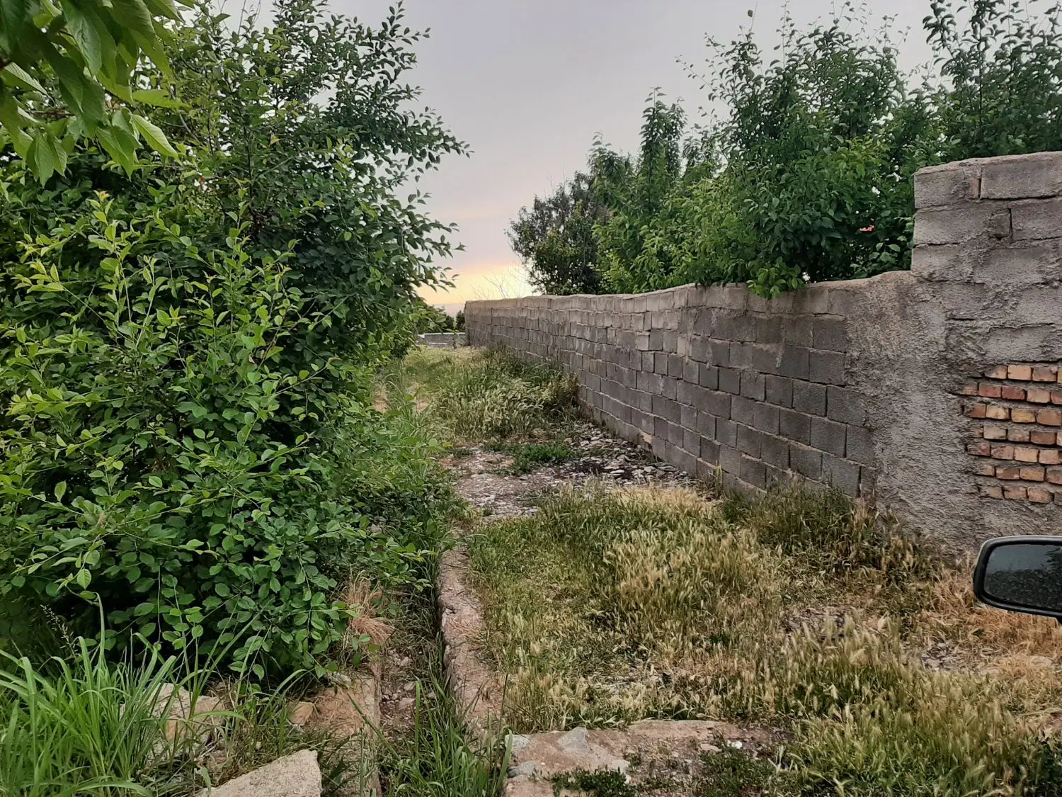 باغ با درختان ۲ ساله دور دیوار