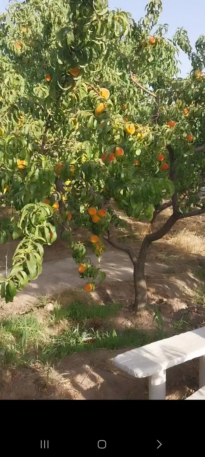 باغ میوه پر محصول  با سهمیه آب فراوان