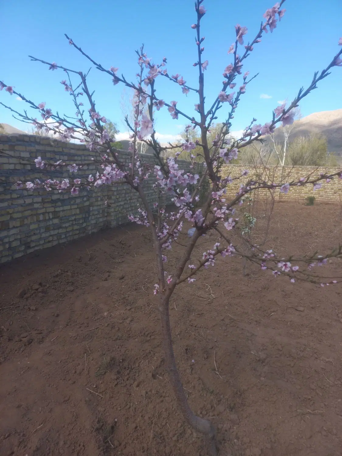 خانه بهشتی ویلایی