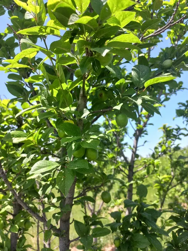 ۱۰۰۰مترباغ درنظرابادکوچک