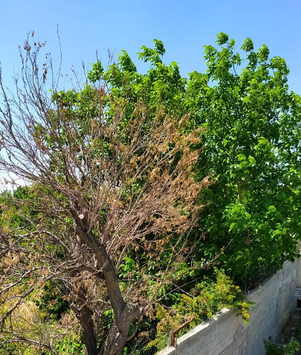 فروش باغ از ۲۰۰ تا ۱۰۰۰ متر (فروش اقساطی)