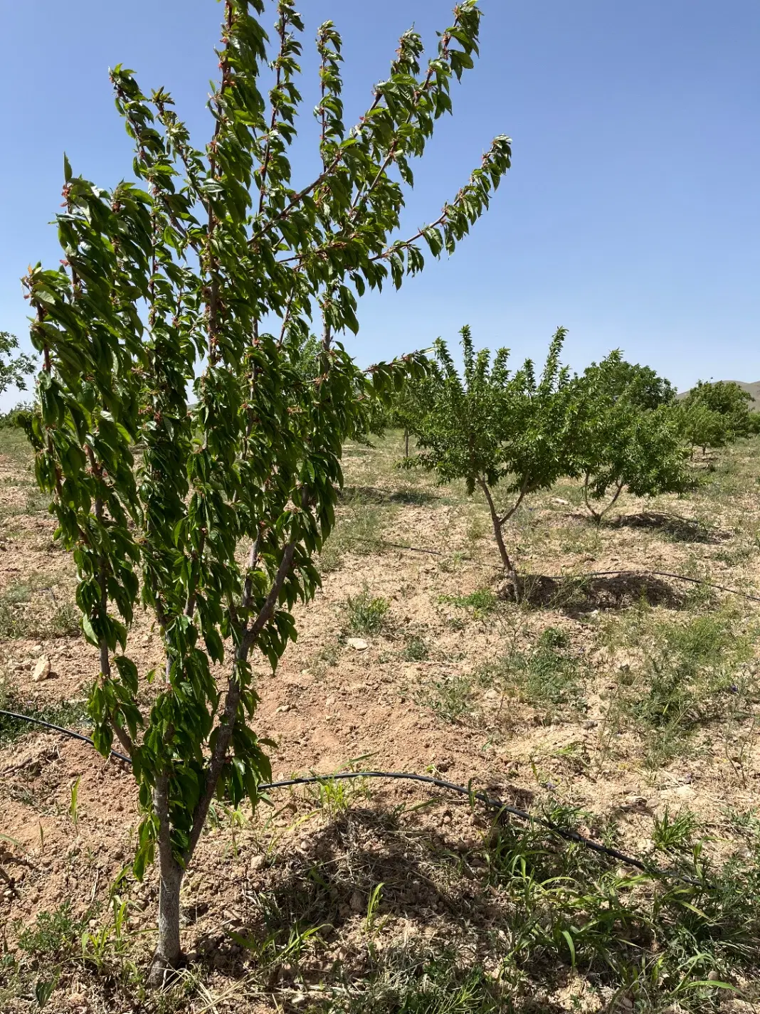 باغ_بادام_گیلاس_گردو_زردالوسندمحضری