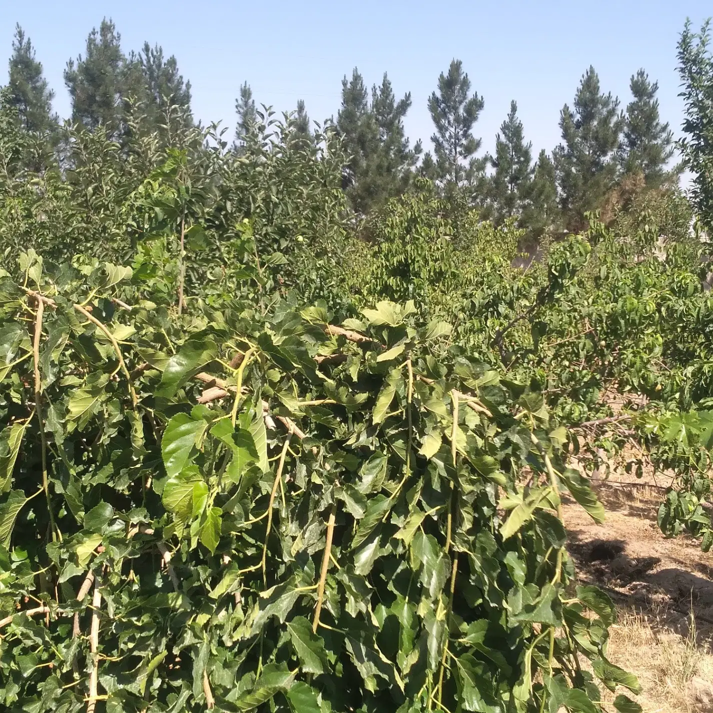 باغ ویلا و باغچه 500 متری (سند تک برگ) سهیلیه کرج