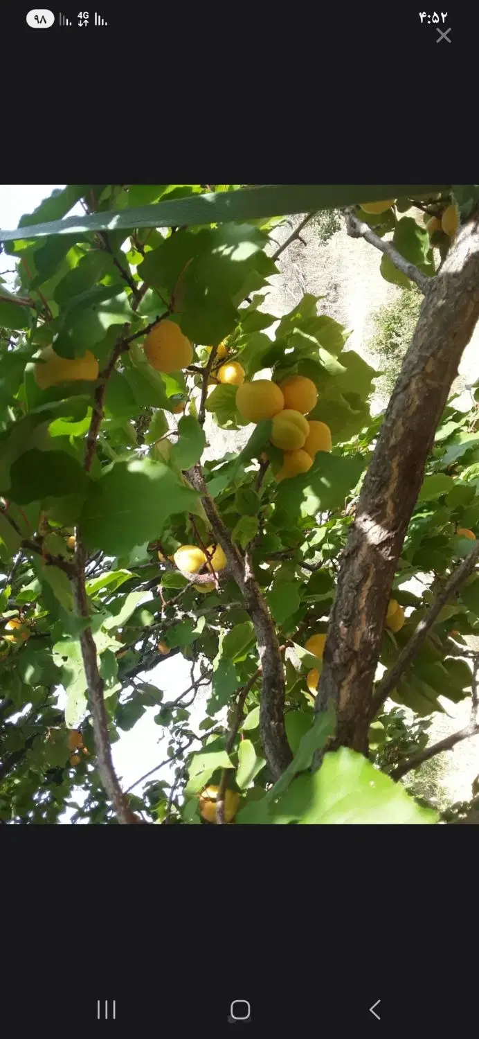 فروش و معاوضه باغ روبرو باغ فدک