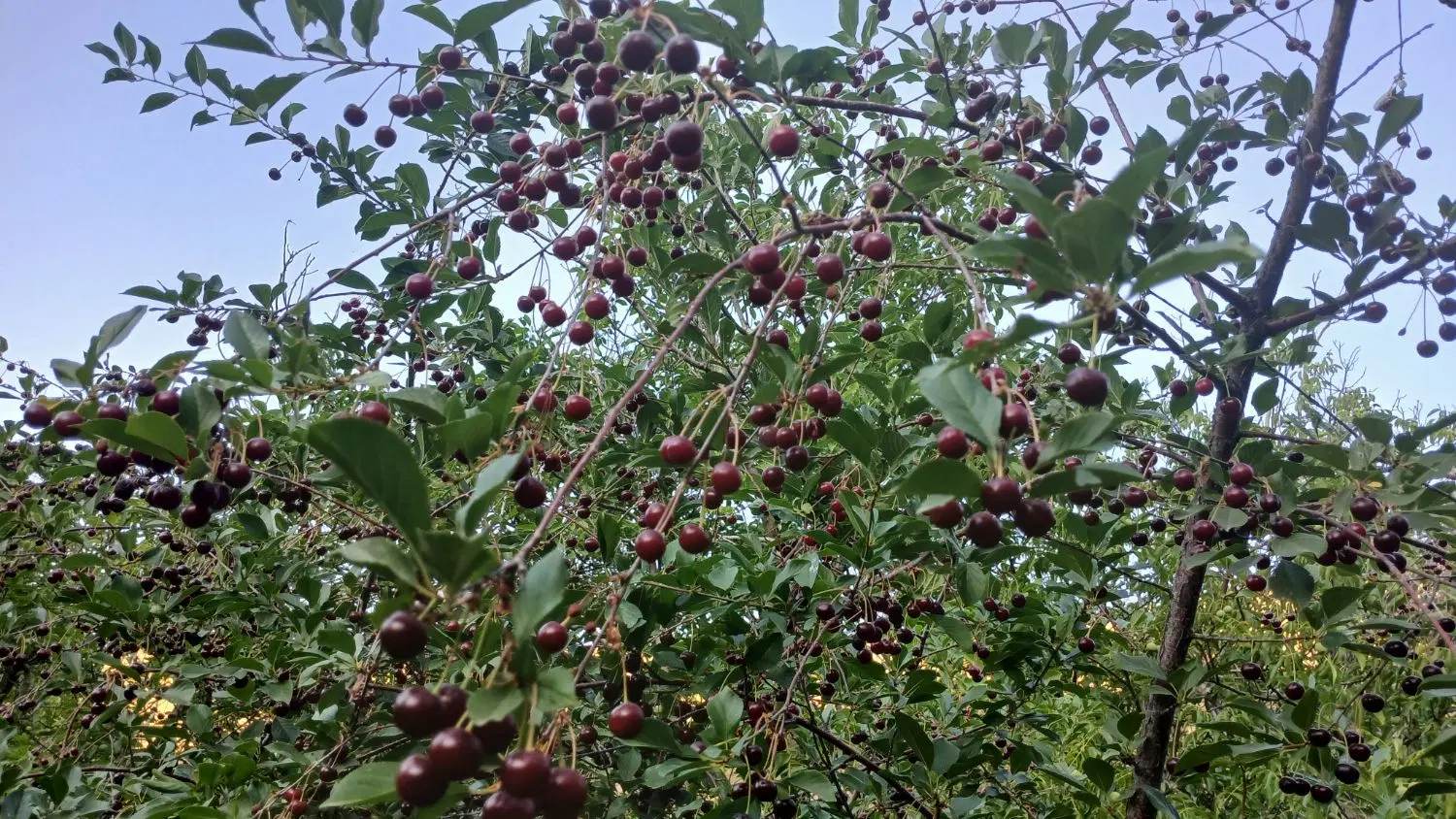 فروش زمین کشاورزی و باغ