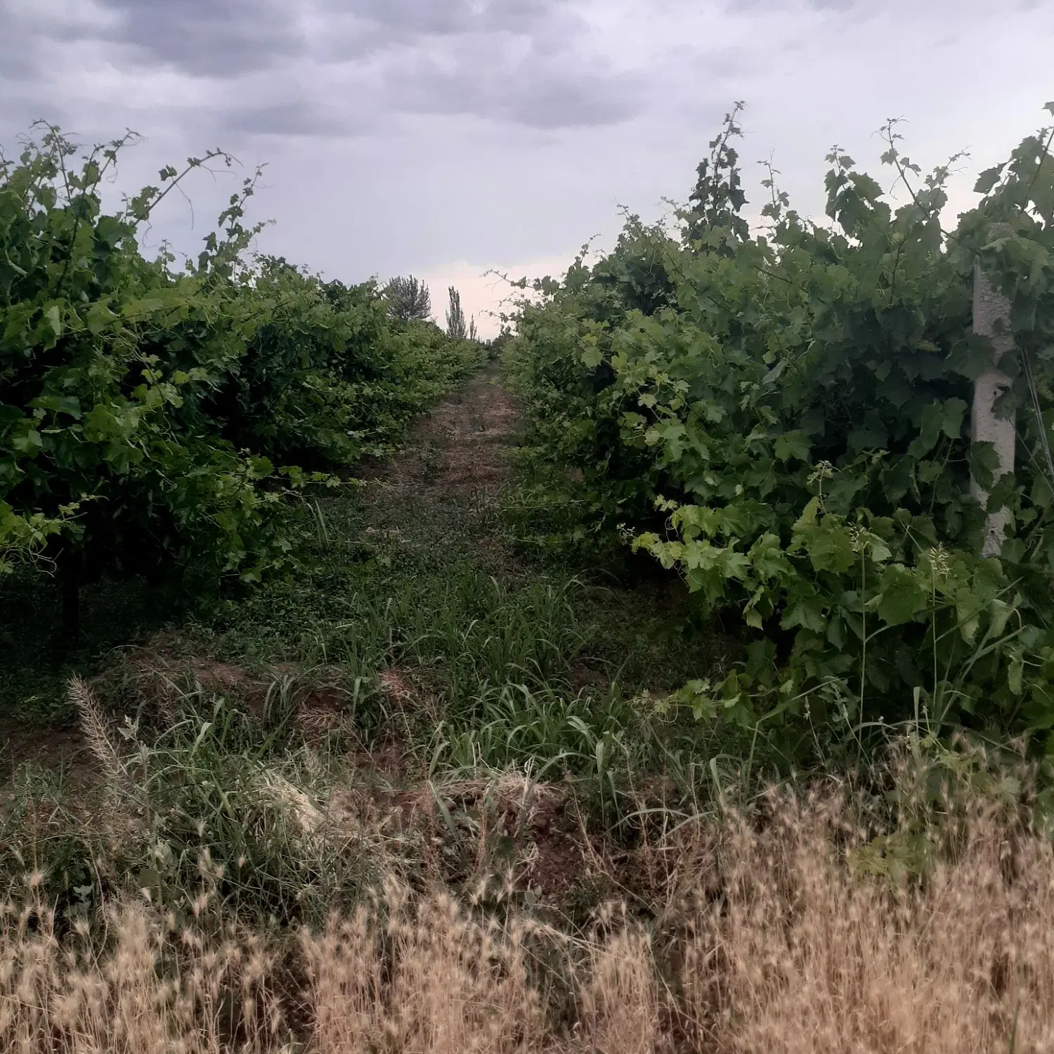 باغ میوه