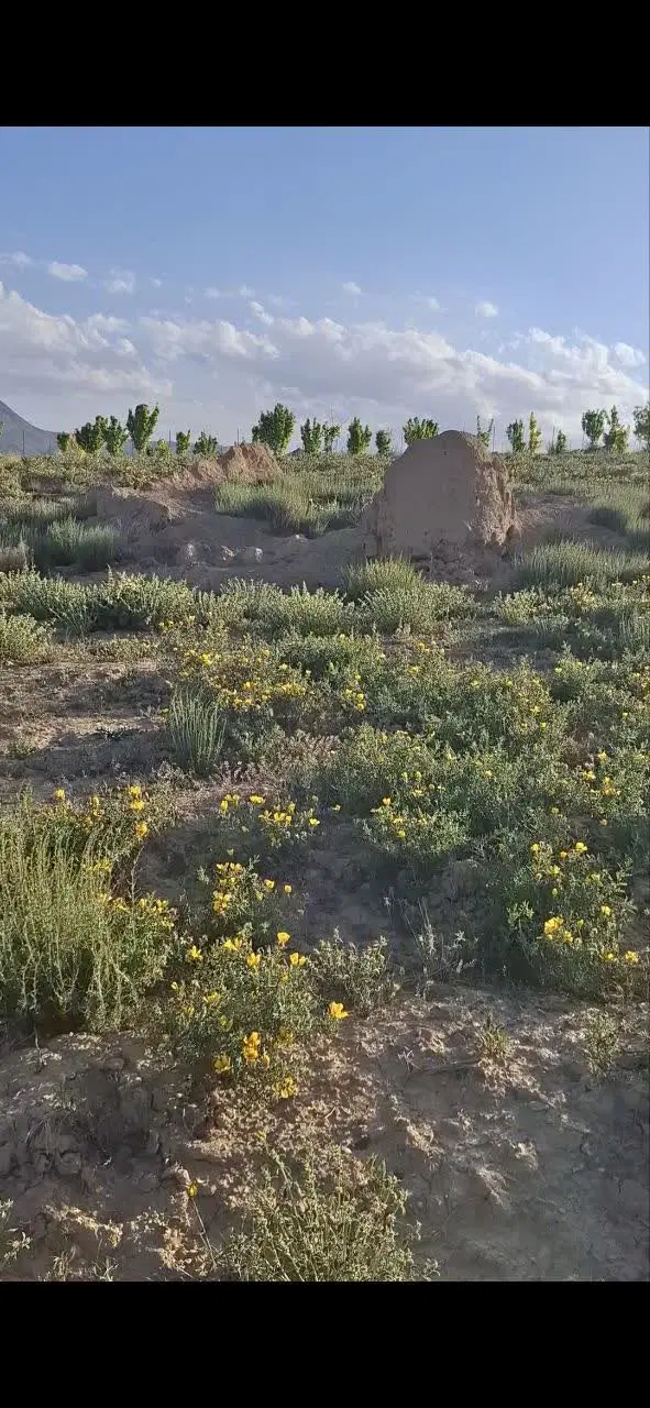 زمین کشاورزی