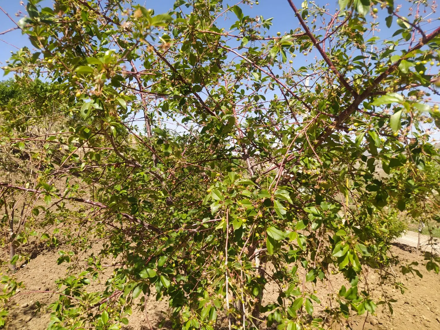 باغ۲۰۳۶ ،۶۱۵۰روبروی نیاق