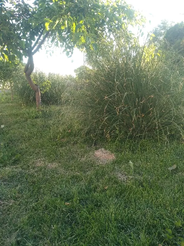 باغ
