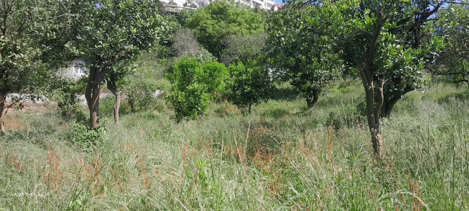 رامسر اربه کله زیر برج ارامش ۴۱۳متر دوبر