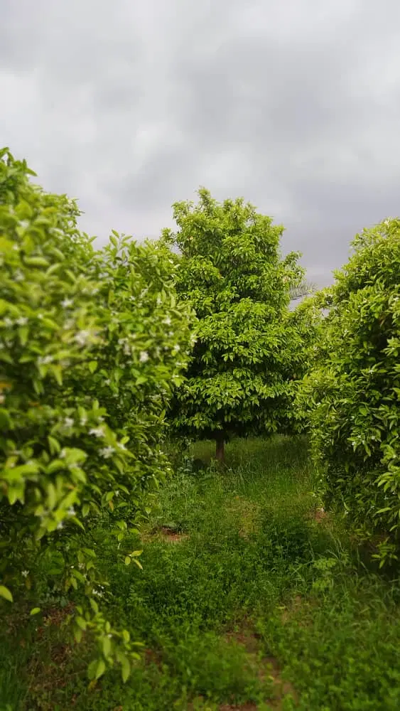 باغ قلعه ربع