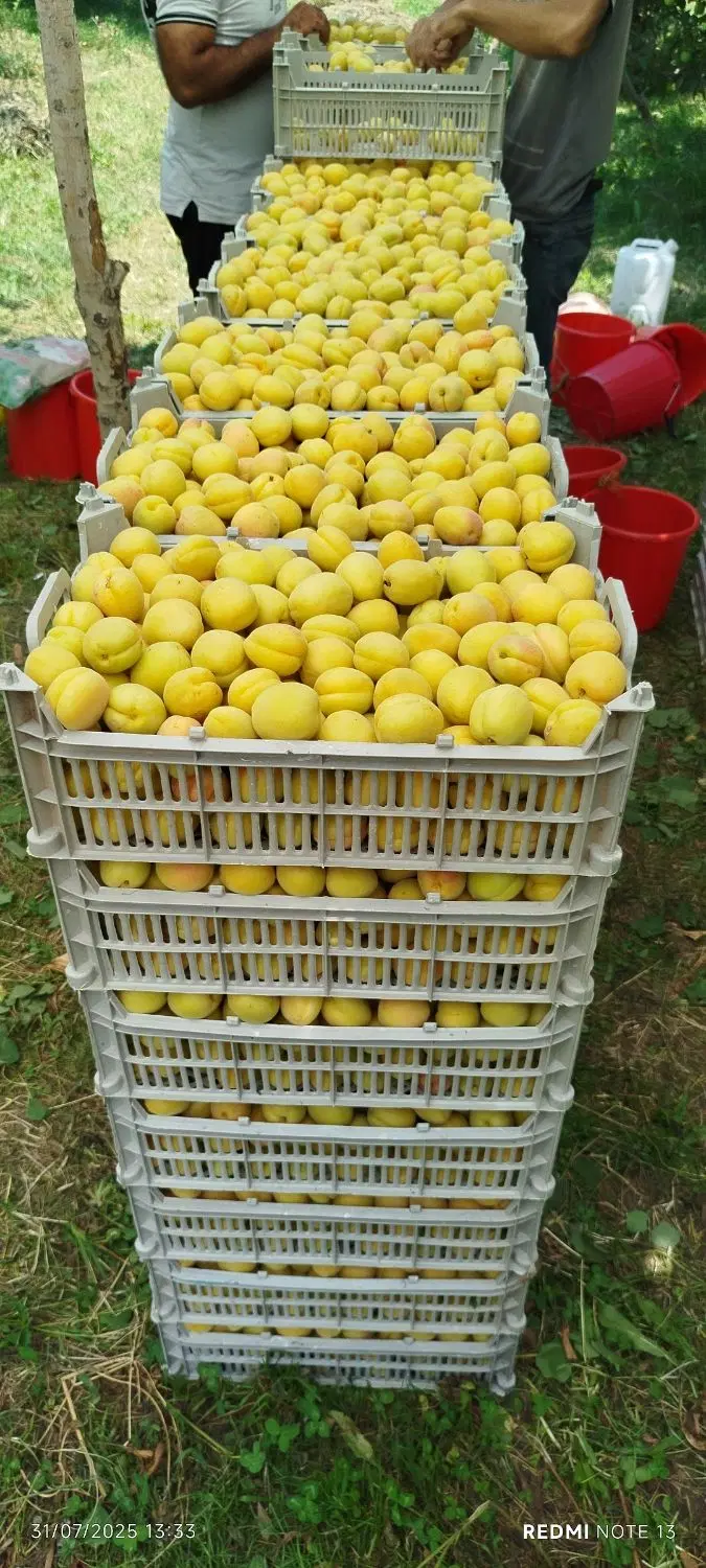 چیدن و رسیدگی به انواع میوه شراکتی