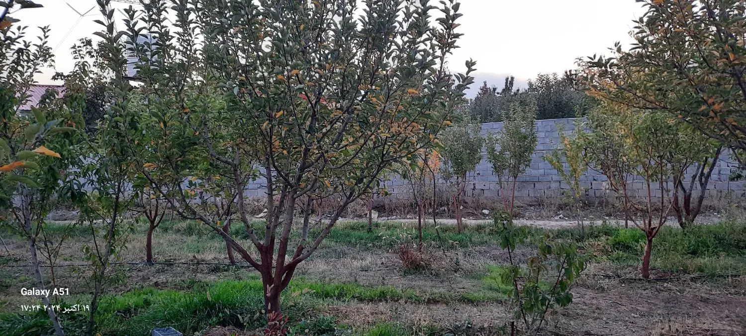 باغ میوه دماوند