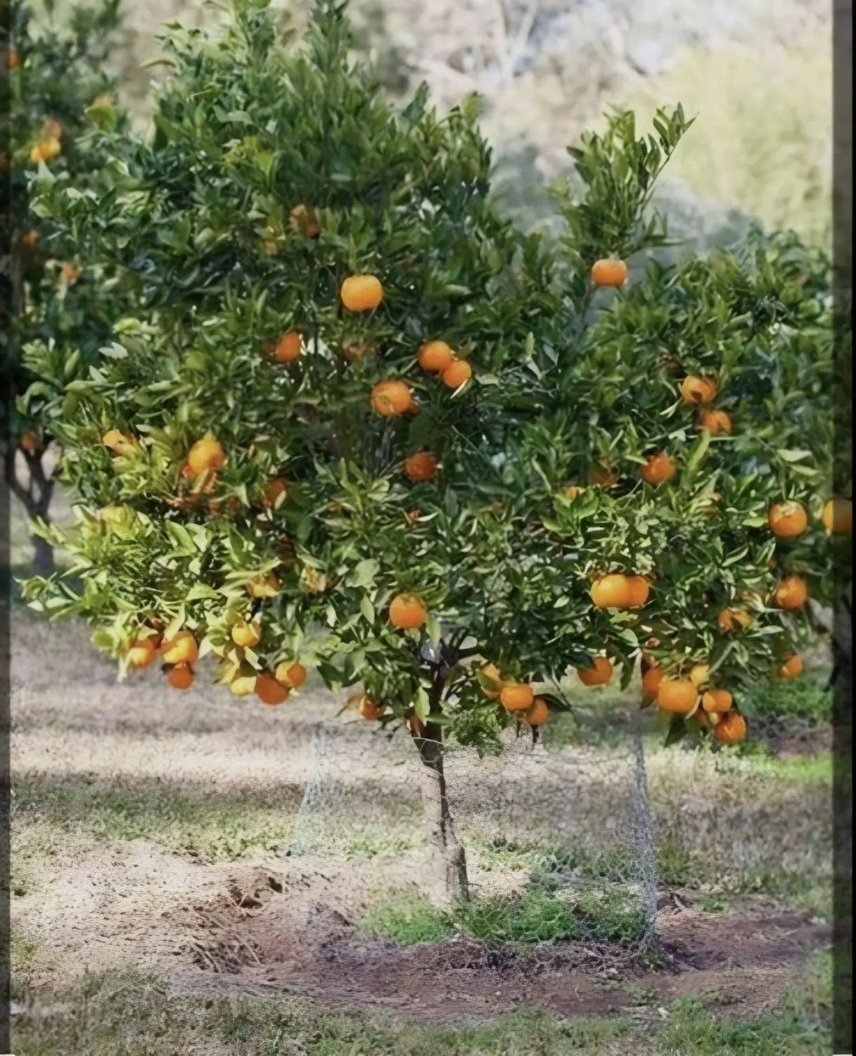 زمین 482 متری دارای سند تک برگ