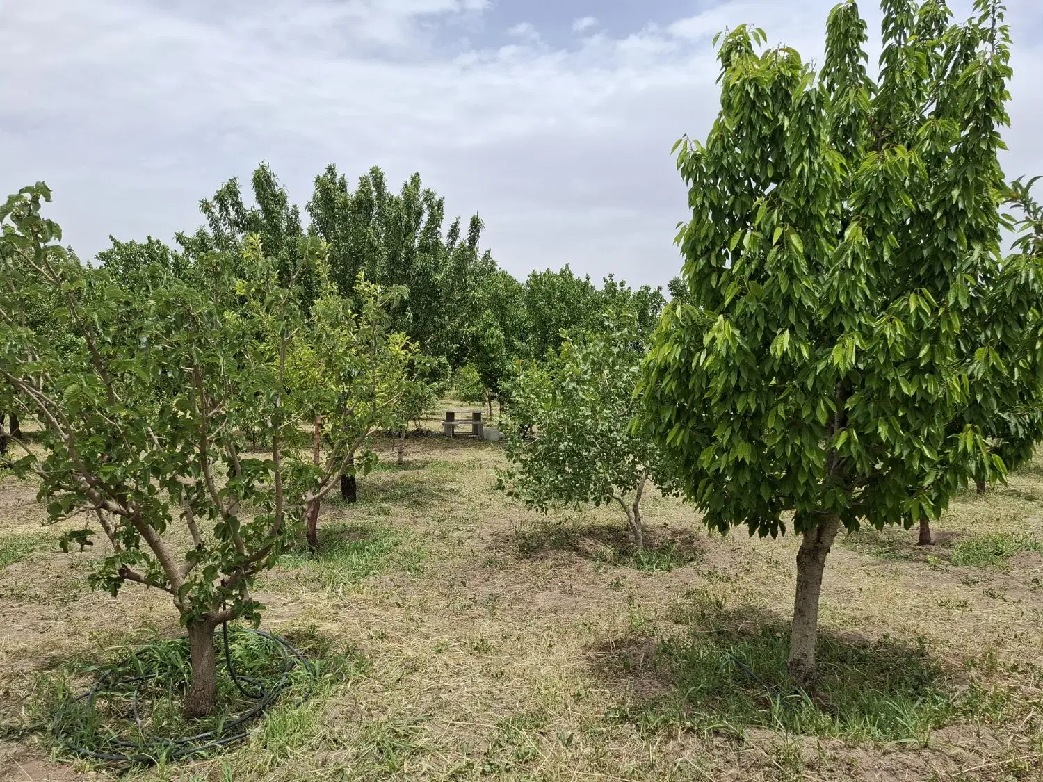 فروش باغ با درختان ۱۲ ساله_ نظرآباد