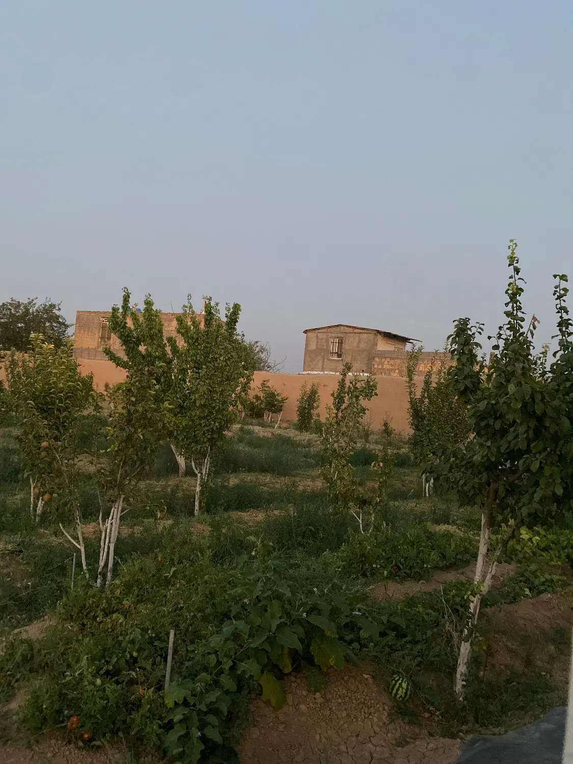 زمین