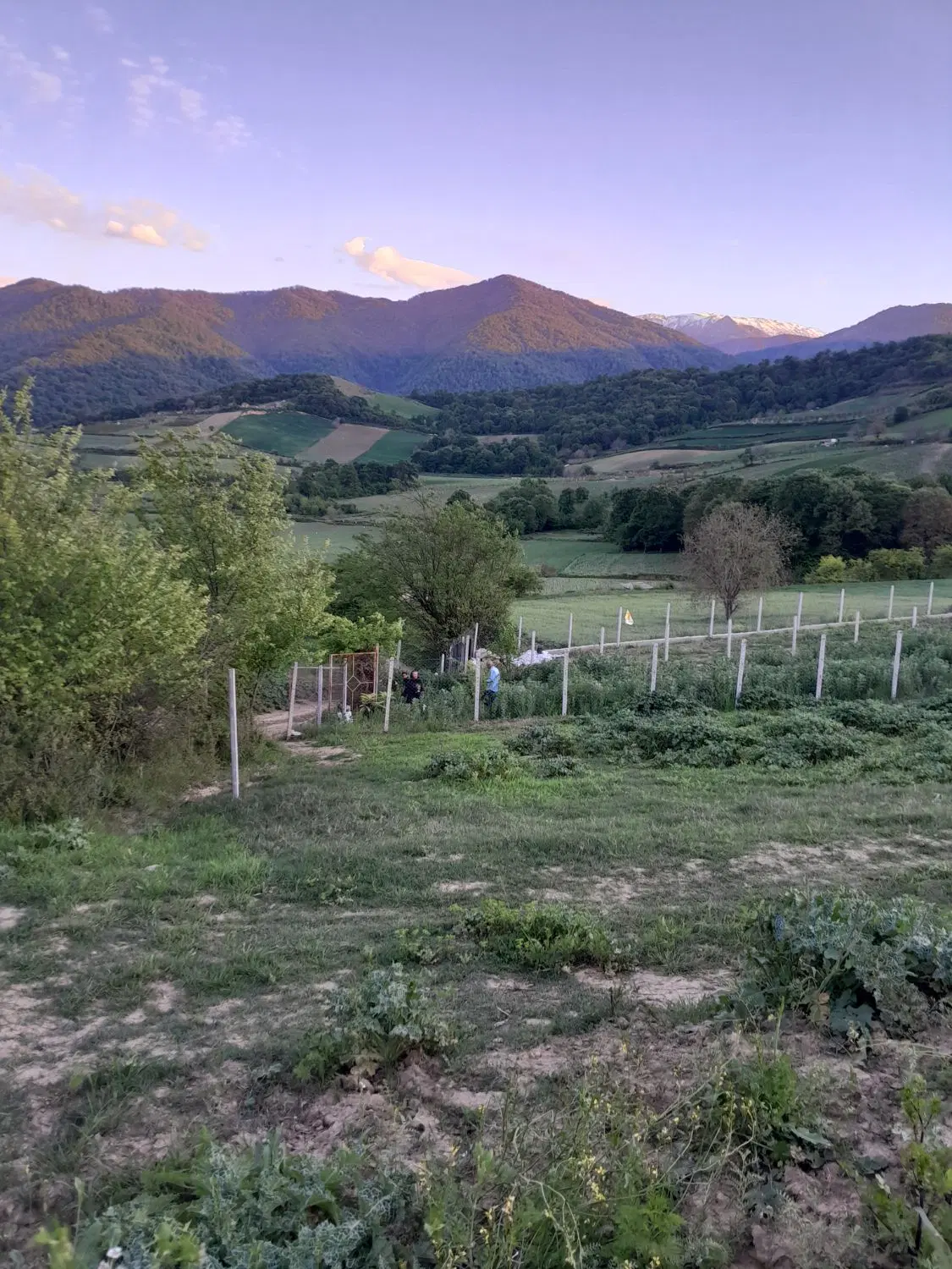 زمین باغی روستای نومل