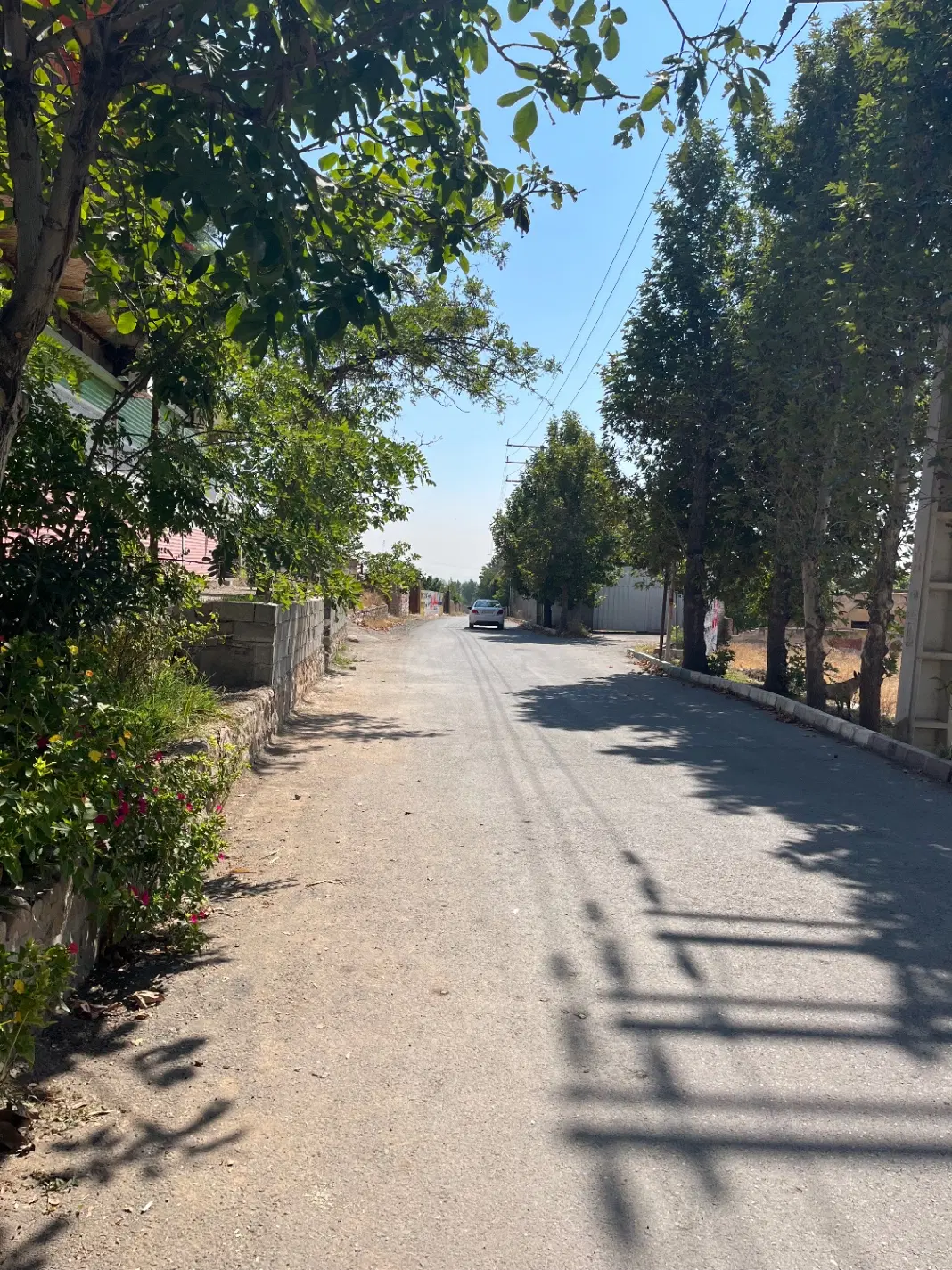 250متر زمین چهاردیواری فشند چناران