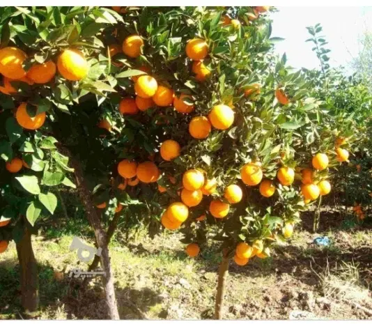 باغ مرکبات خوش محصول