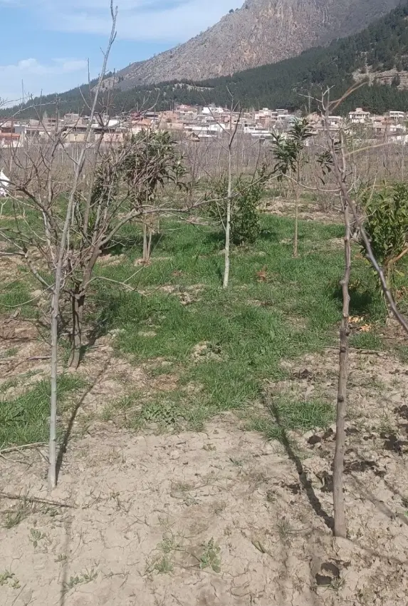 زمین مسکونی زینب اباد