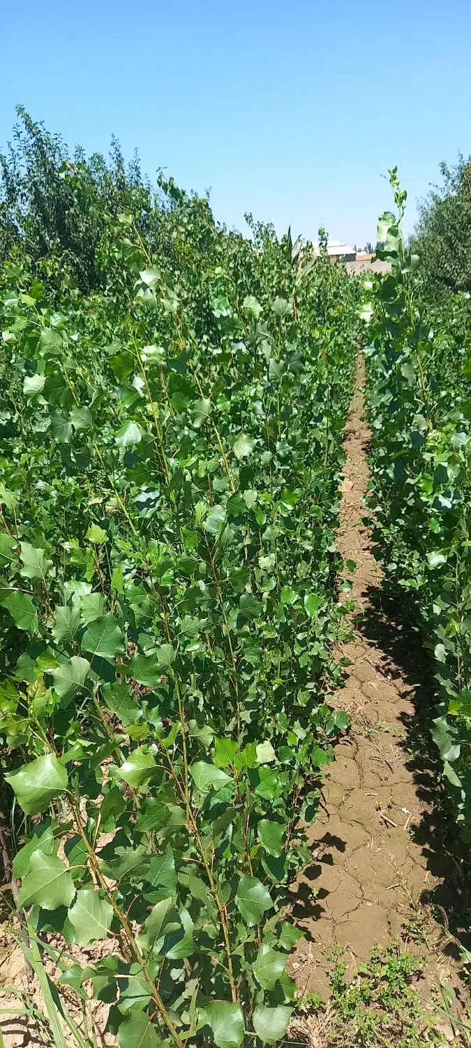 فروش باغ جای ویلا