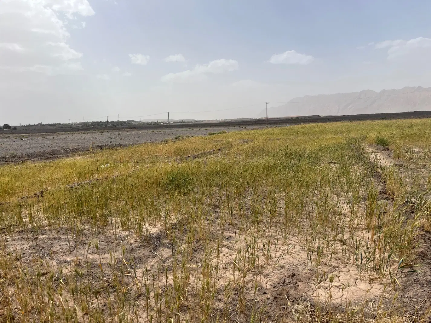 زمین تجاری دو کله