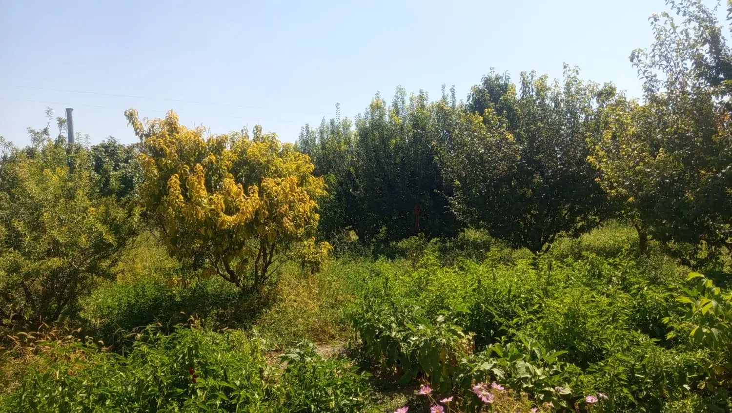 ویلا باغ روستای غفاربهی