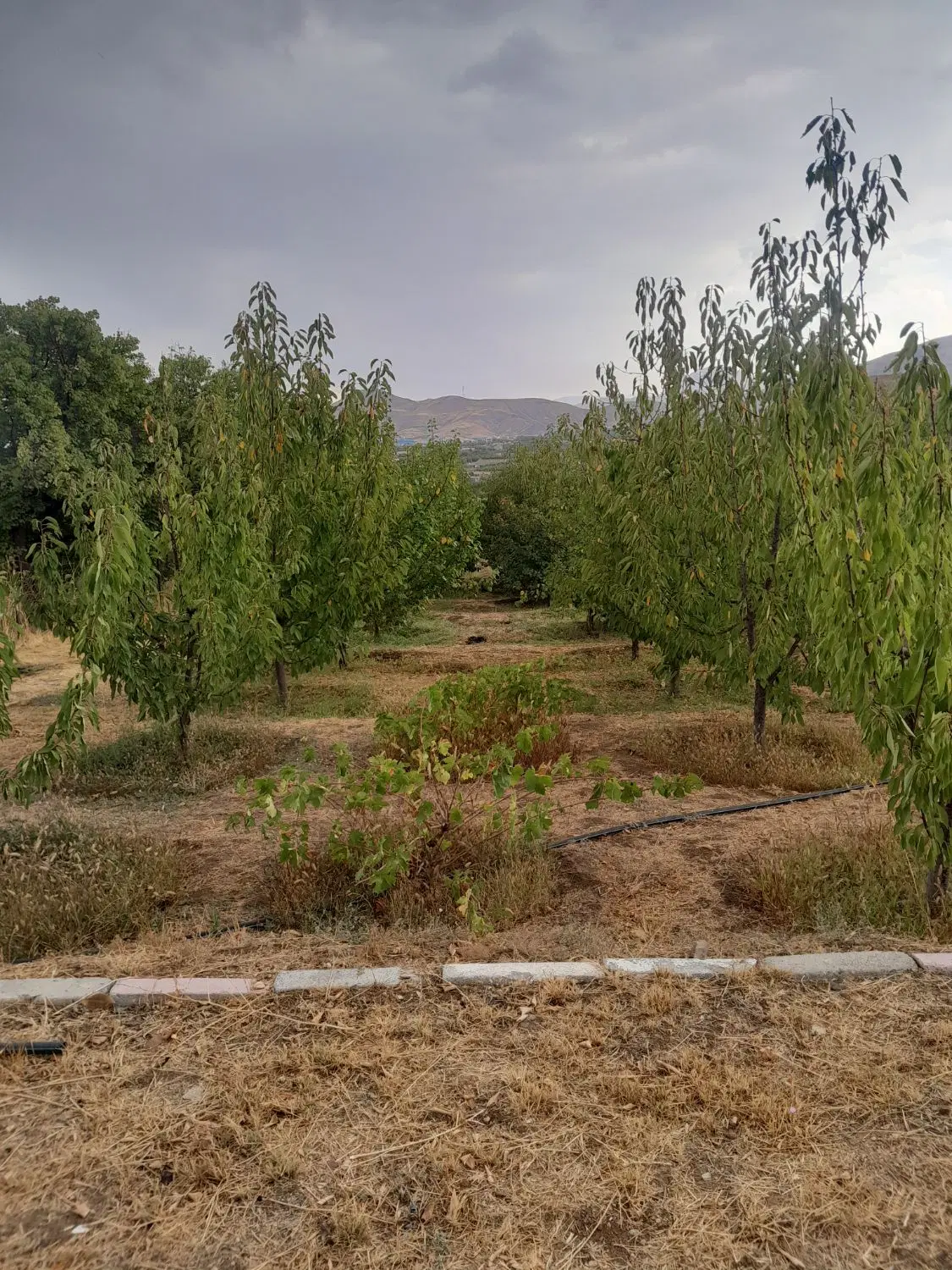 زمین کشاورزی روستای سرنجیانه سفلی