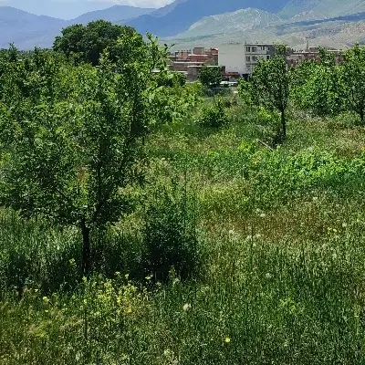 باغ در گجوت