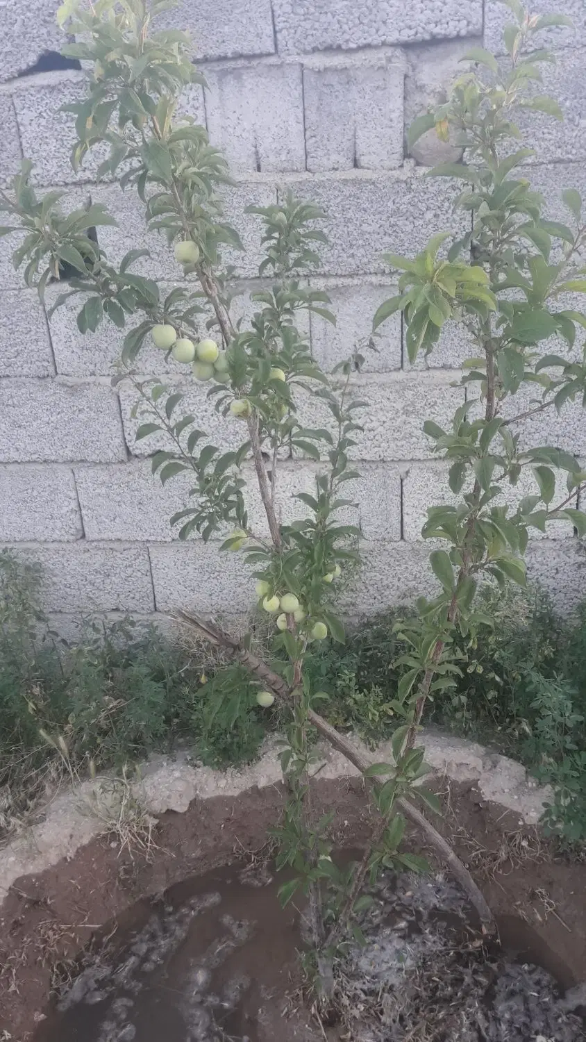 زمین ویلایی در زرنق خاوران