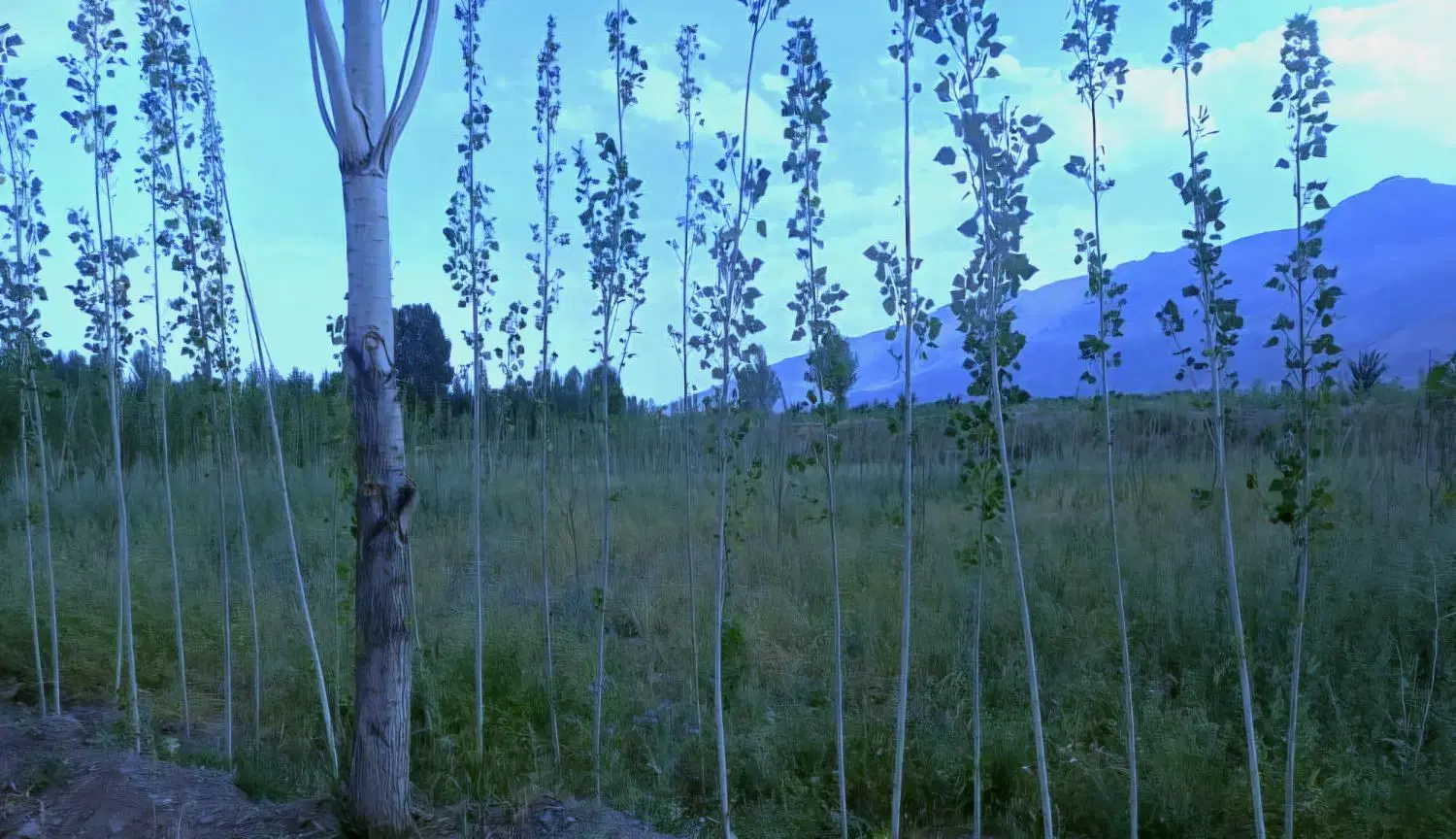 زمین باغ کشاورزی
