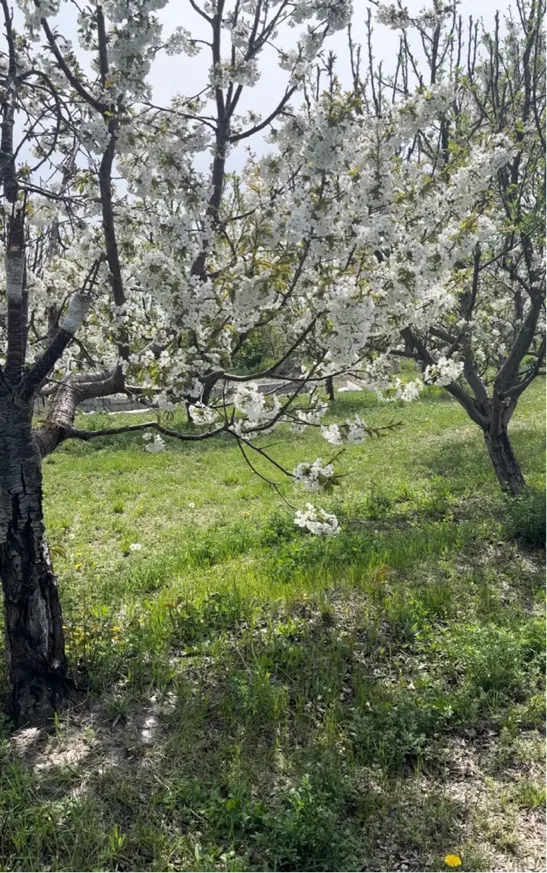 فروش باغچه