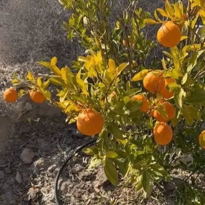 زمین کشاورزی هماگ