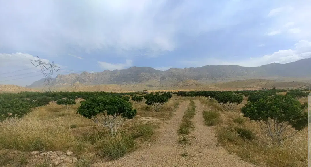 باغ انجیر ده ساله برجاده(بهترین موقعیت)