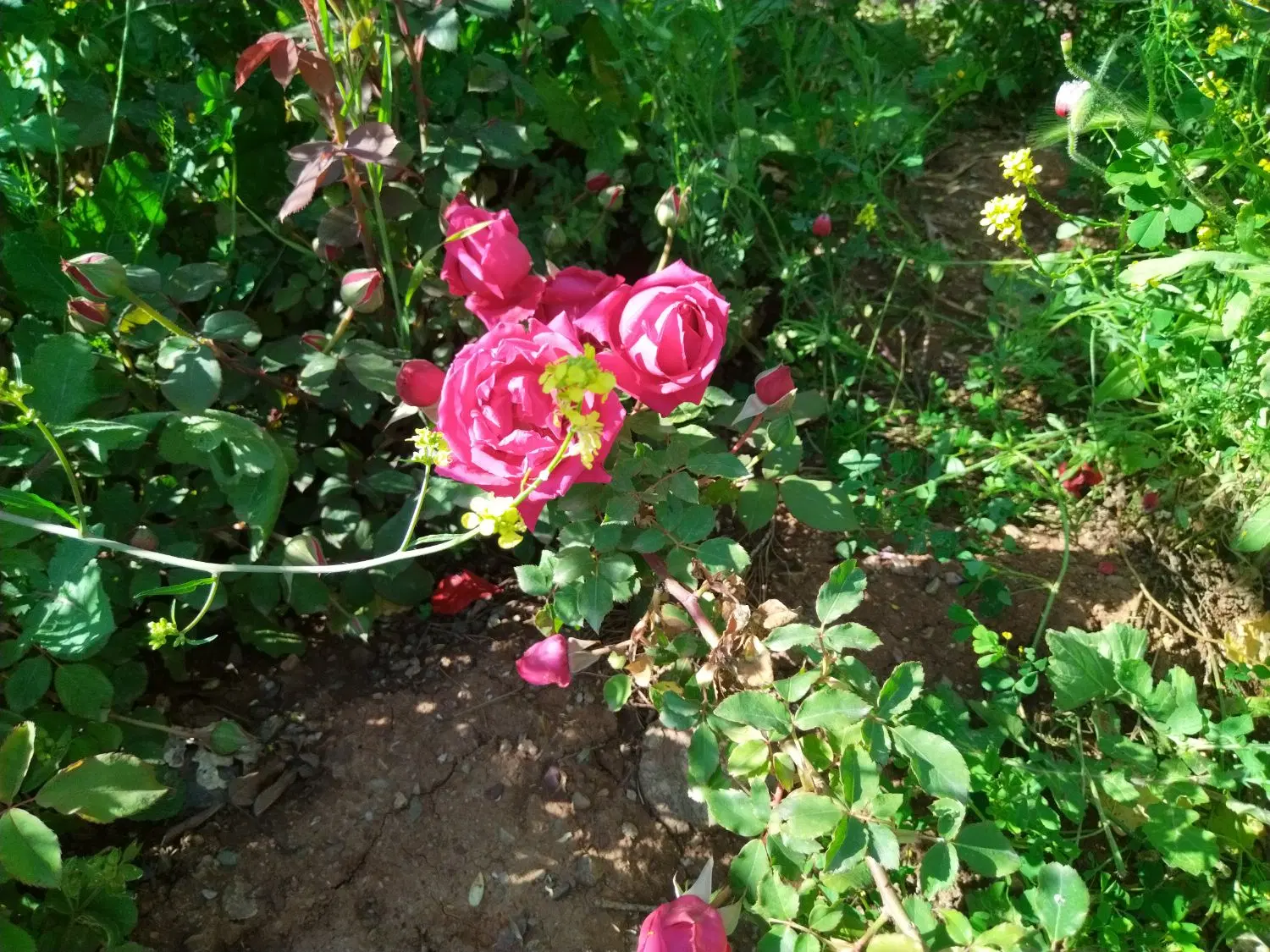 باغ 3 ساله2000 متری قلعه سنگی معاوضه با زمین خام