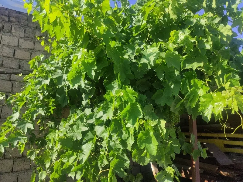باغ ویلایی جاده سنتو