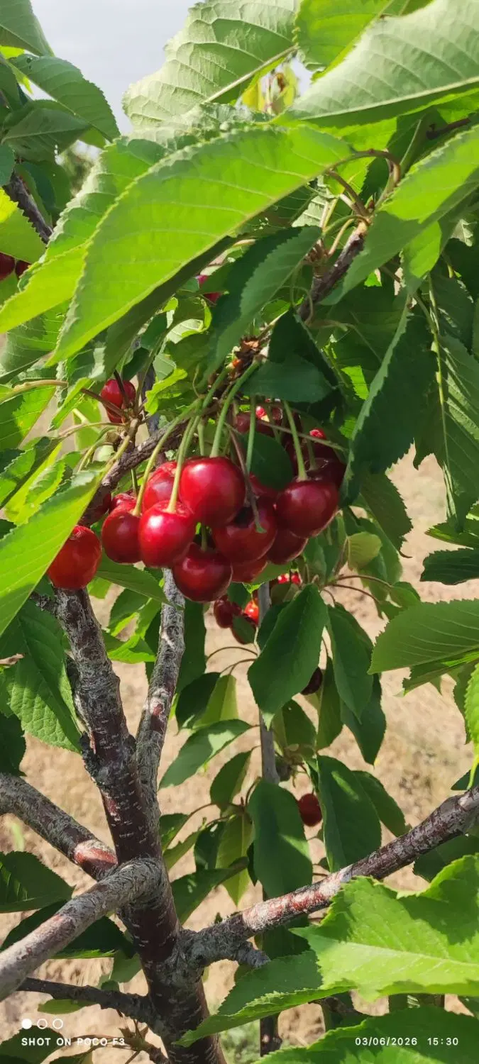 زمین باغی وملکی