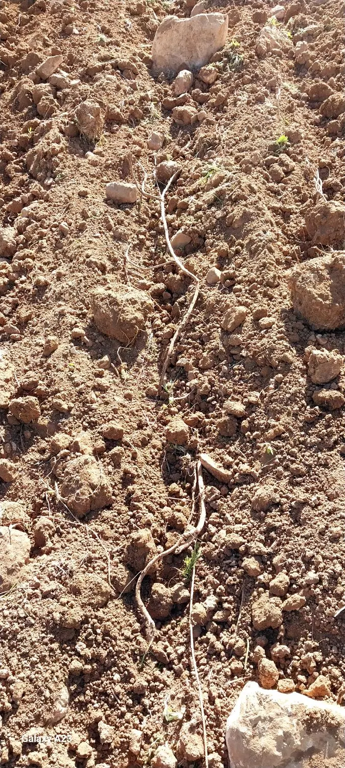 زمین ۱۲۸ متری تفرجگاه بند