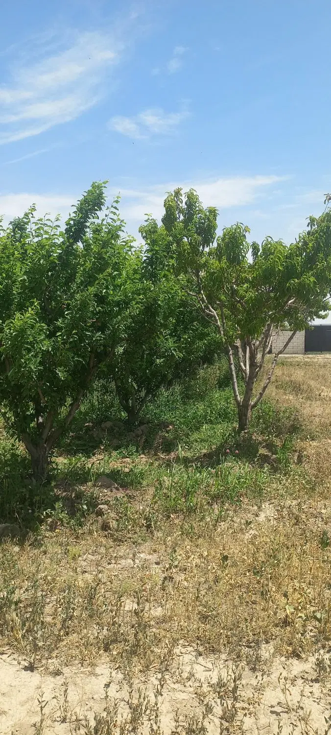 فروش باغچه در سهیلیه روستای قاسم گرجی