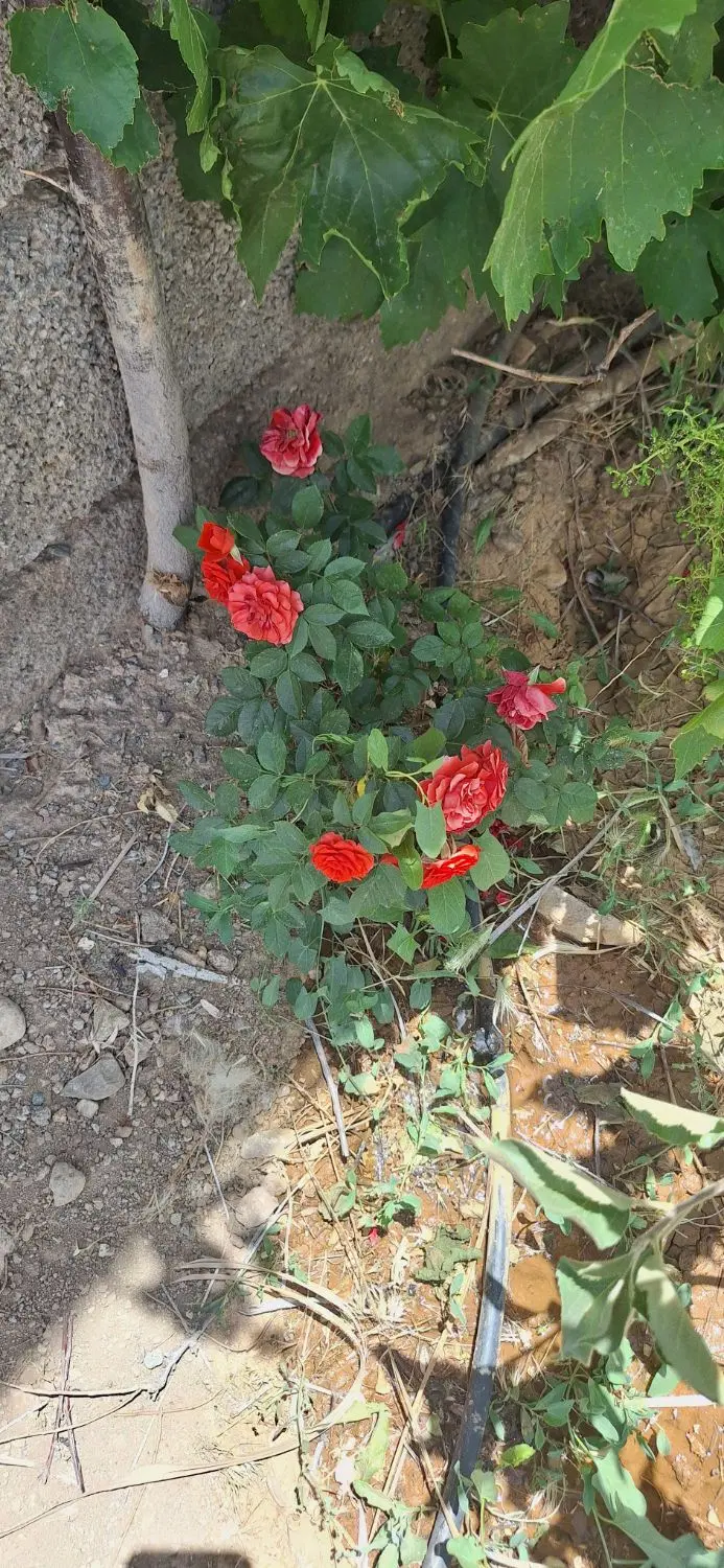 زمین پشت لر