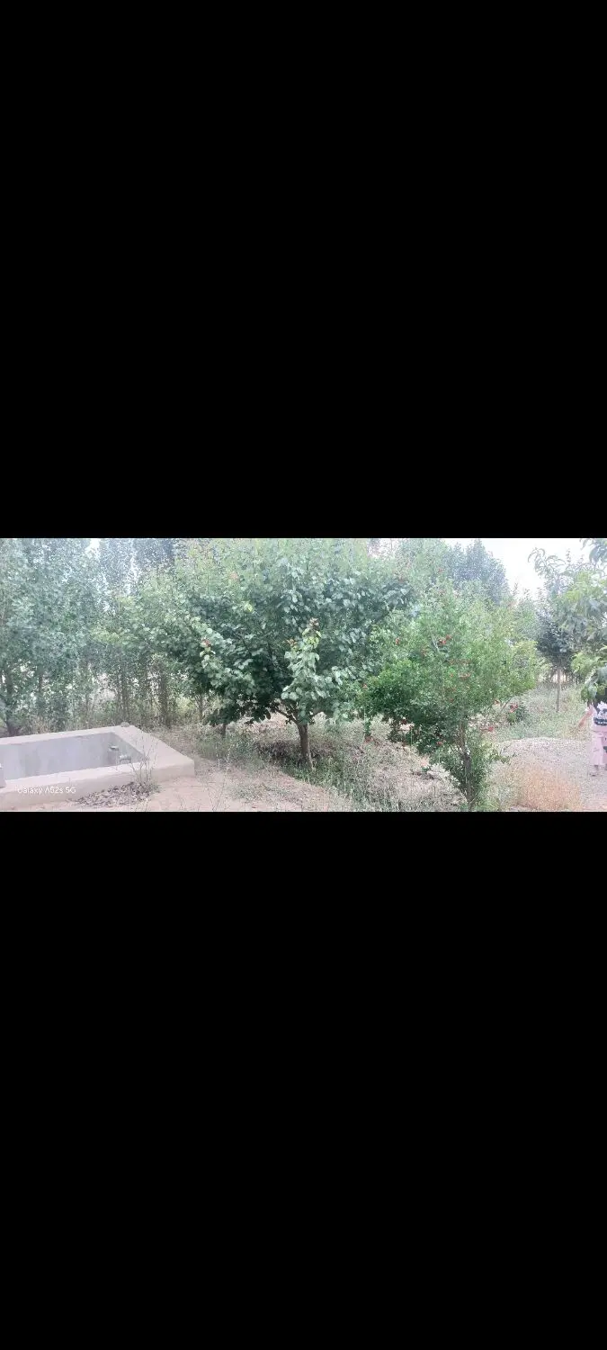 باغچه در شهاب شهر و فیروز بهرام