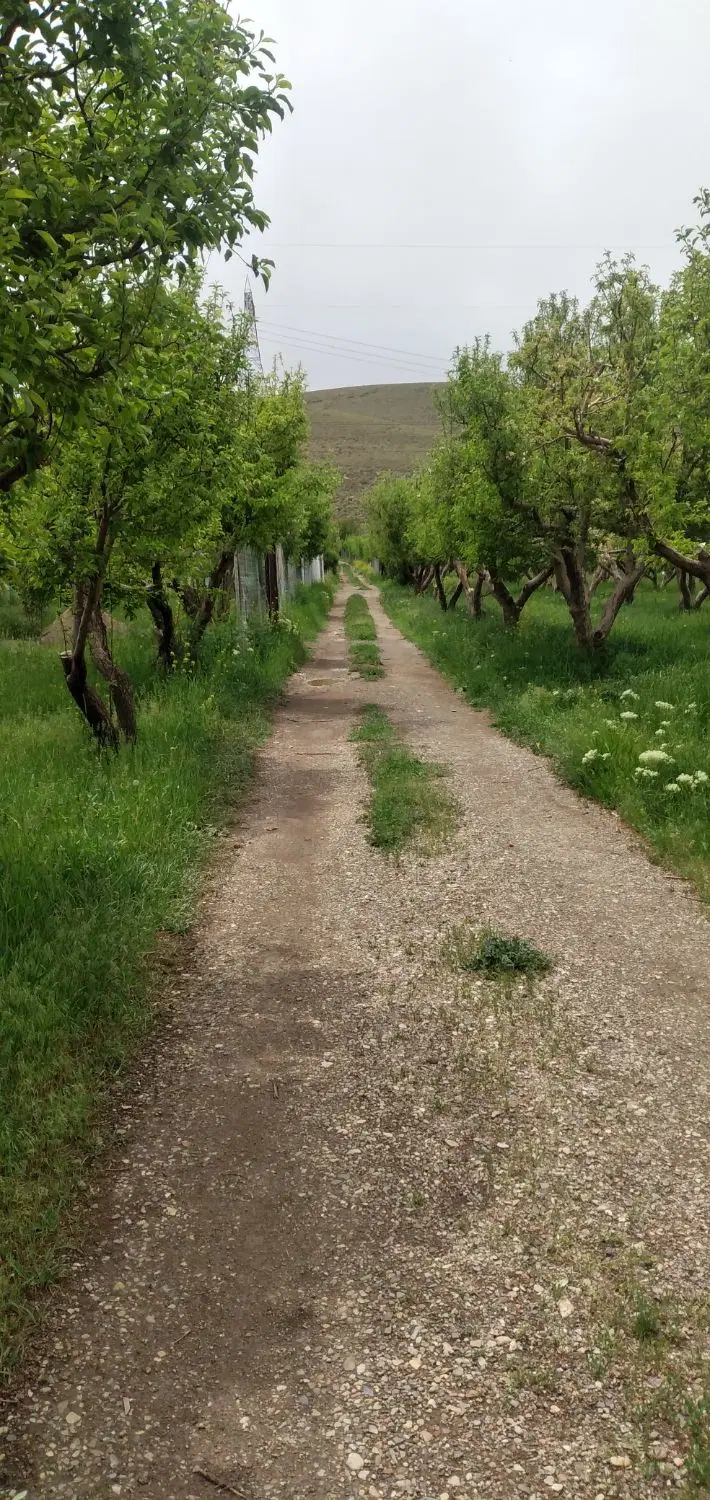 باغ سایان