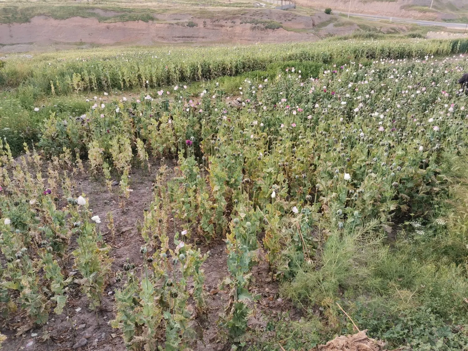 زمین ویلایی263 متر