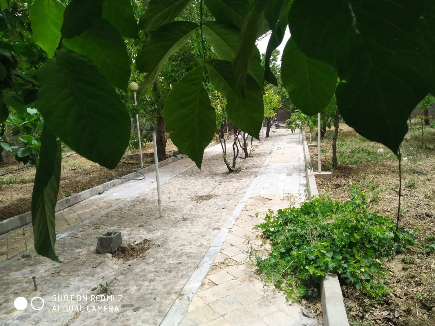 باغ قدیمی سیاسرد
