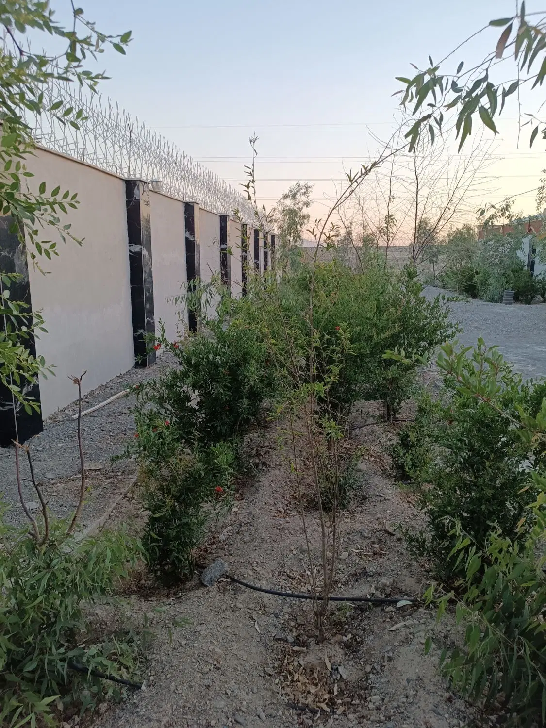 باغ چهار دیواری